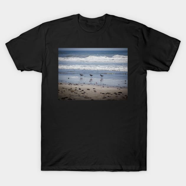 California Beach Birds Chilling on the Sunny Beach Photo V1 T-Shirt by Family journey with God